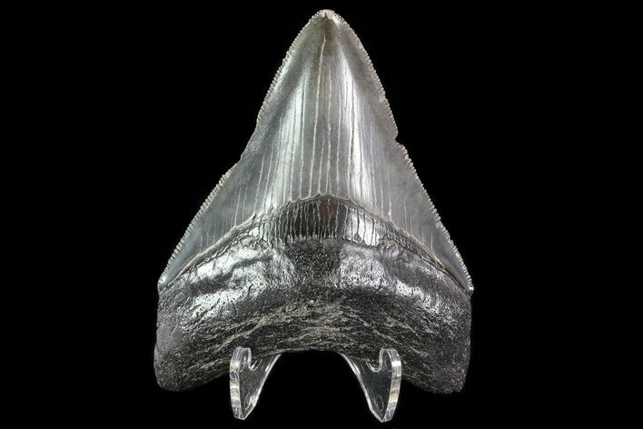 Serrated, Fossil Megalodon Tooth - Georgia #81691